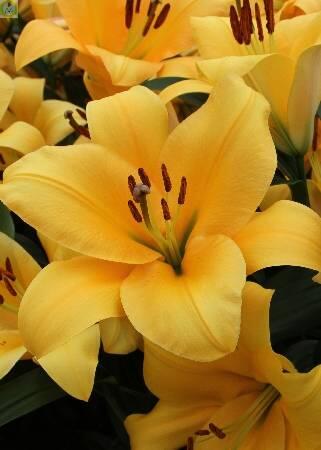 Купить оптом в Ботанике Лилия Террасол 3 шт 