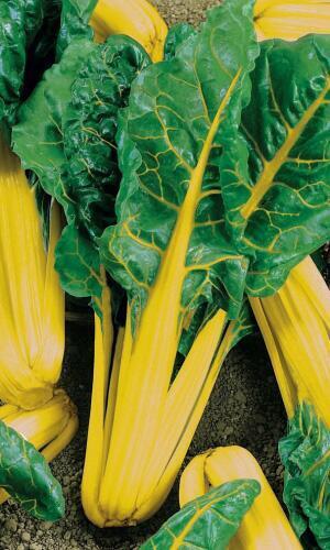 Купить оптом в Ботанике семена Мангольд Золотисто-Желтый УД бренд Уральский дачник