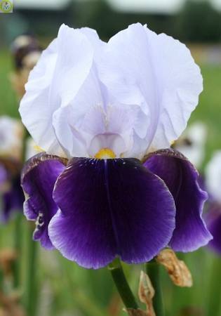 Купить оптом в Ботанике Ирис Брейтвейт 2 шт 