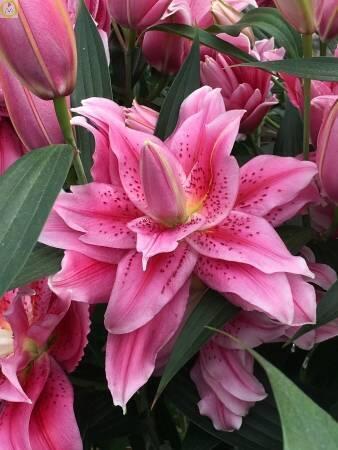 Купить оптом в Ботанике Лилия Талисса 25 шт