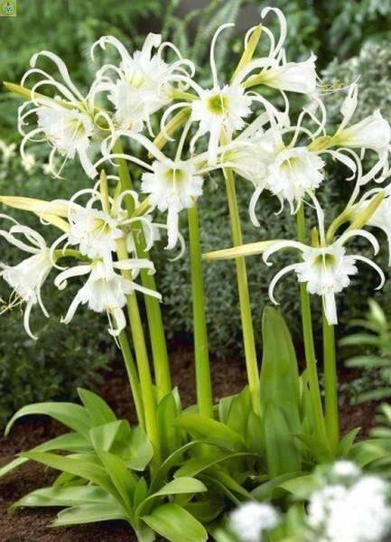 Купить оптом в Ботанике Исмена Ранняя 2 шт 