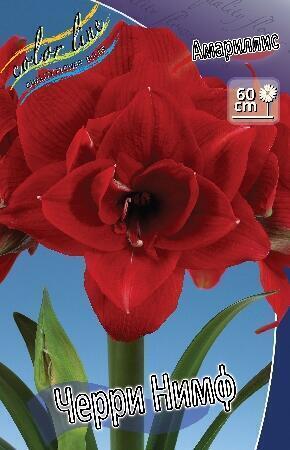 Купить оптом в Ботанике Амариллис Черри Нимф 1 шт