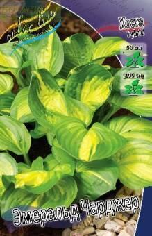 Купить оптом в Ботанике Хоста Эмеральд Чарджер 1 шт