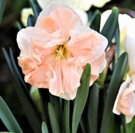 Нарцисс Вальц. 