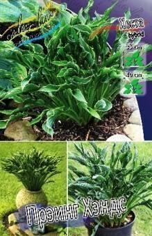 Купить оптом в Ботанике Хоста Прэинг Хэндс 1 шт