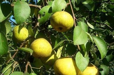Купить оптом в Ботанике Груша Усолка (подвой груша уссурийская)