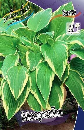 Купить оптом в Ботанике Хоста Моерхейм 1 шт
