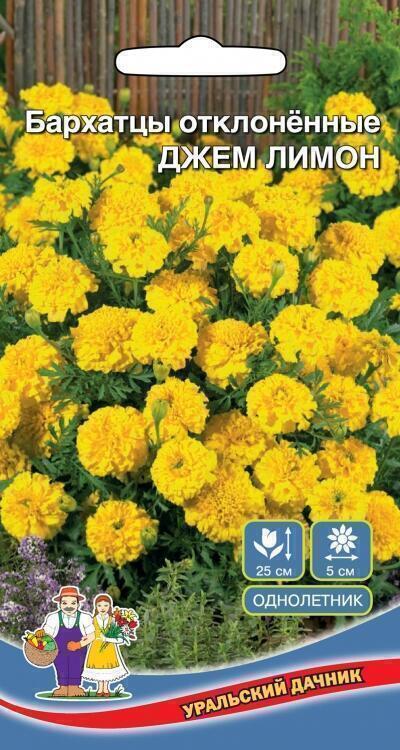 Купить оптом в Ботанике семена Бархатцы Джем лимон Новинка УД бренд Уральский дачник