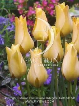 Купить оптом в Ботанике Тюльпан Бронз Шарм 10 шт