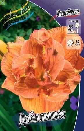 Купить оптом в Ботанике Лилейник Дабллишес 1 шт