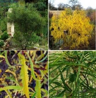 Купить оптом в Ботанике Крушина ольховидная Аспленифолия