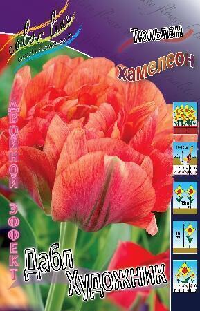 Купить оптом в Ботанике Тюльпан Стреза 11/12 100 шт