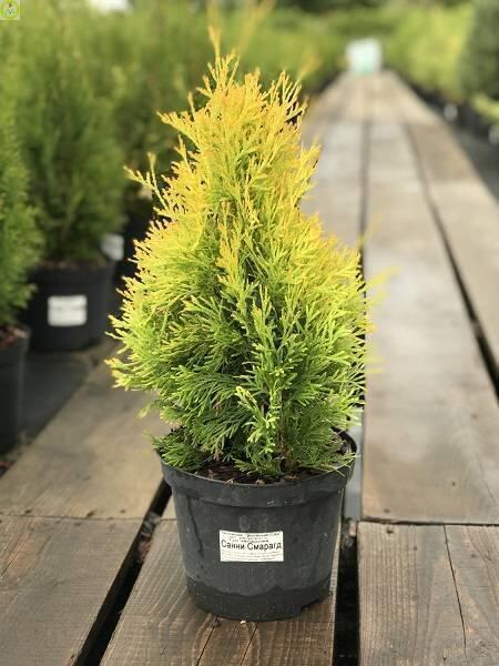 Купить оптом в Ботанике Туя западная Санни Смарагд С2