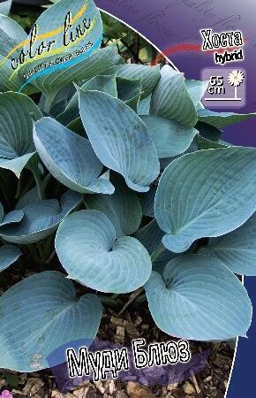 Купить оптом в Ботанике Хоста Муди Блюз 1 шт
