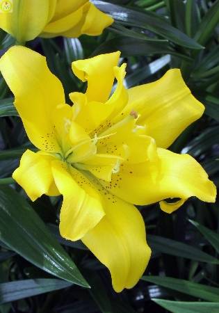 Купить оптом в Ботанике Лилия Сандью 10 шт LAD