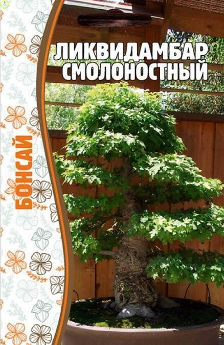 Купить оптом в Ботанике семена Ликвидамбар смолоностный Реш бренд Решение, ООО