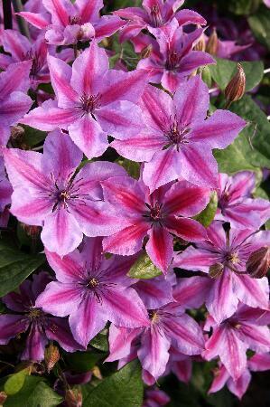 Купить оптом в Ботанике Клематис Мон Черри 1 шт