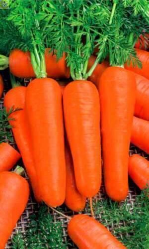 Купить оптом в Ботанике семена Морковь Московская зимняя УД бренд Уральский дачник