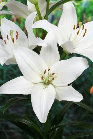 Купить оптом в Ботанике Лилия Логан 25 шт