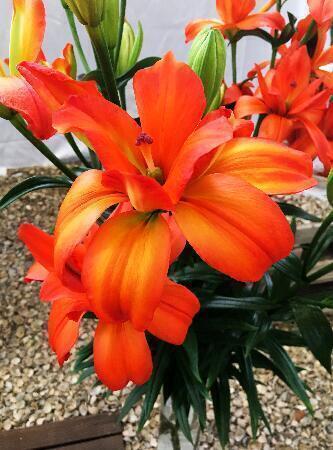 Купить оптом в Ботанике Лилия Игл Ай 5 шт