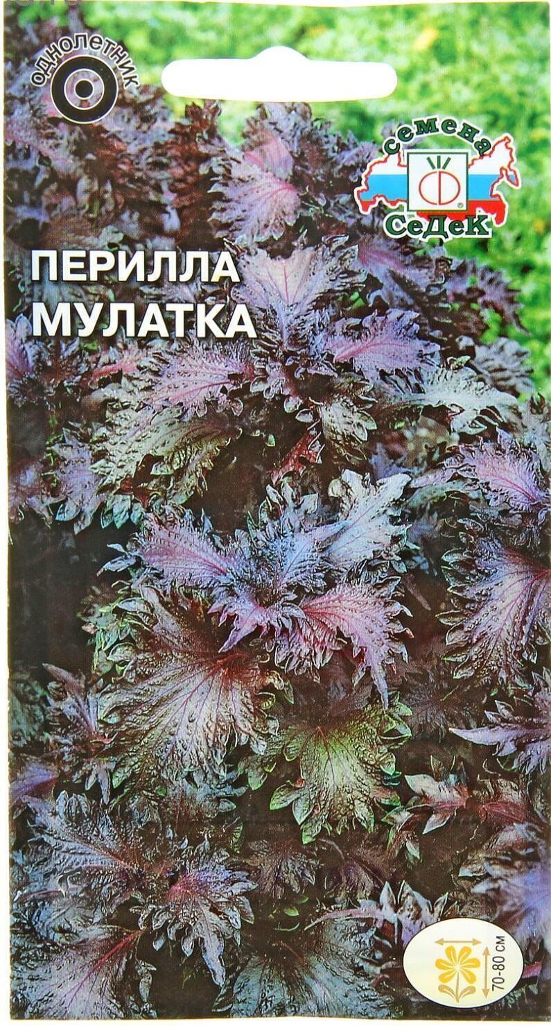 Купить оптом в Ботанике семена Перилла Мулатка кустарниковая Сед бренд СеДеК