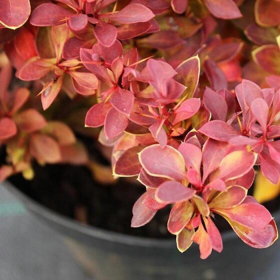 Купить оптом в Ботанике Барбарис Тунберга Руби Стар С2