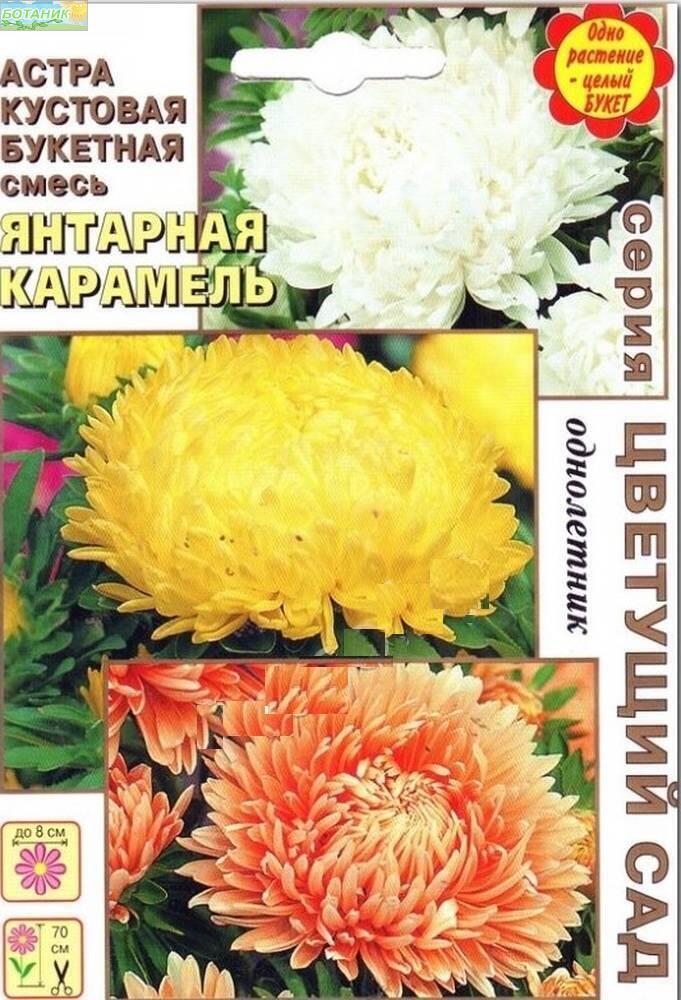 Купить оптом в Ботанике семена Астра Янтарная карамель Аэл бренд Аэлита