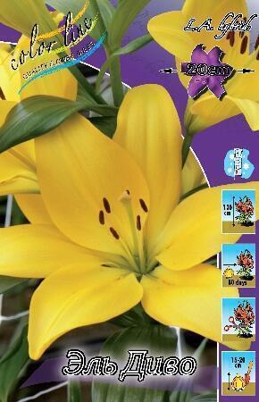 Купить оптом в Ботанике Лилия Еремо 10 шт