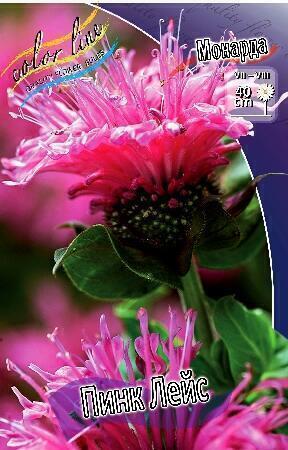 Купить оптом в Ботанике Монарда Пинк Лейс 2 шт