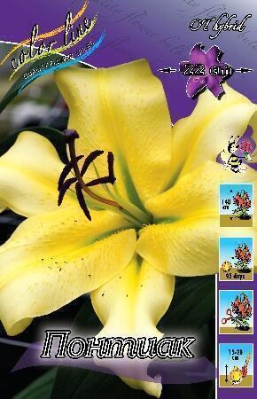 Купить оптом в Ботанике Лилия Понтиак 7 шт