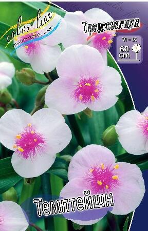 Купить оптом в Ботанике Традесканция Темптейшион 1 шт
