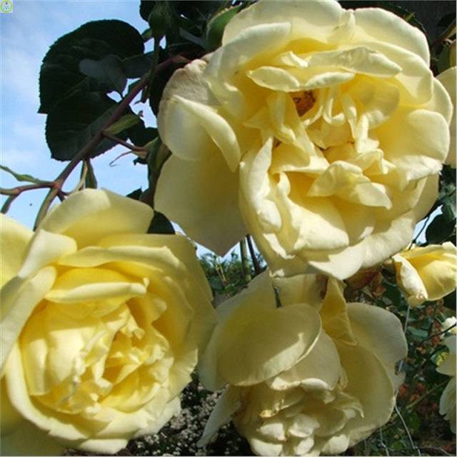 Купить оптом в Ботанике Роза Дюна 1 шт плетистая