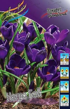 Купить оптом в Ботанике Крокус Негро Бой 10 шт
