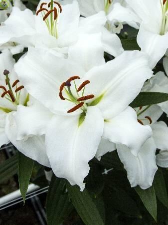 Купить оптом в Ботанике Лилия Астериан 7 шт