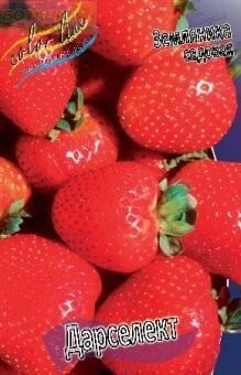 Купить оптом в Ботанике Земляника садовая Дарселект 5 шт