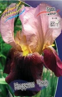 Купить оптом в Ботанике Ирис Имморталити 2 шт