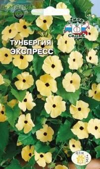 Купить оптом в Ботанике семена Тунбергия Экспресс Сед бренд СеДеК
