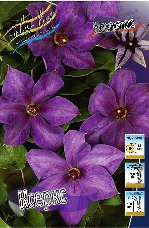 Купить оптом в Ботанике Клематис Ксеркс 2 шт