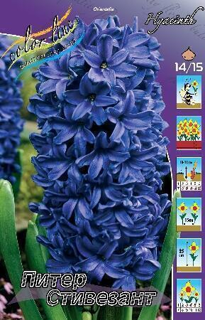 Купить оптом в Ботанике Гиацинт Питер Стуйвезант  5 шт