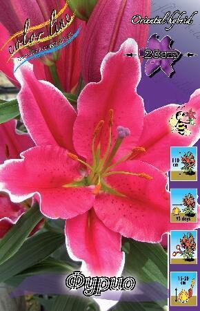 Купить оптом в Ботанике Лилия Фурио 7 шт