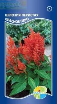 Купить оптом в Ботанике семена Целозия Красное перо перистая Акв бренд Акварель