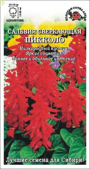 Купить оптом в Ботанике семена Сальвия Пикколо ЗС бренд Золотая сотка