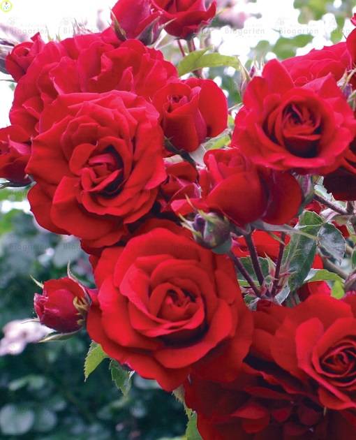 Купить оптом в Ботанике Роза Амадеус 1 шт плетистая