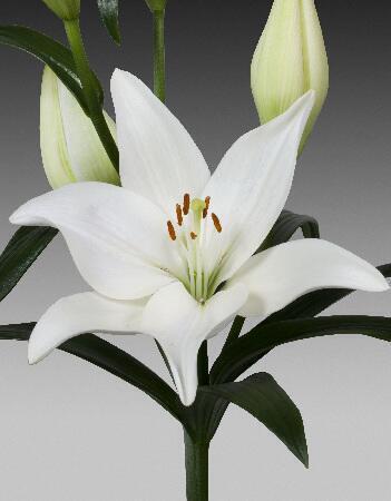 Купить оптом в Ботанике Лилия Тавира 10 шт