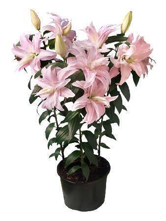 Купить оптом в Ботанике Лилия Лиза  5 шт