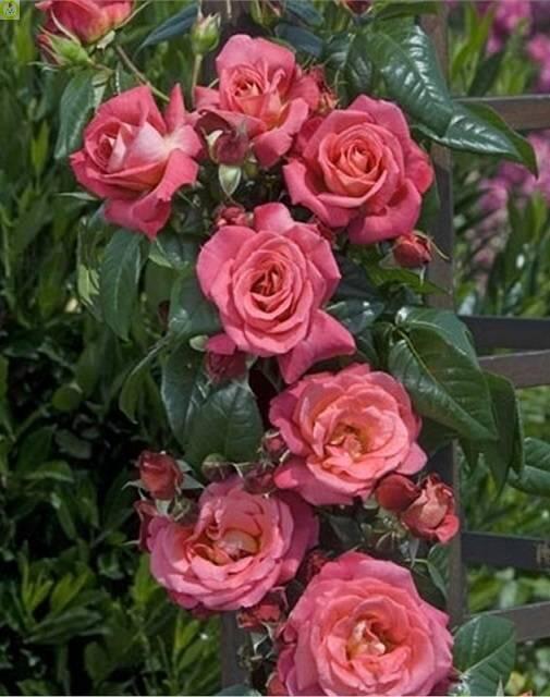 Купить оптом в Ботанике Роза Деспот 1 шт плетистая