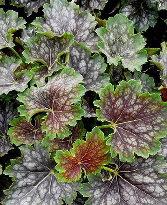 Купить оптом в Ботанике семена Гейхера Марвелоус Марбл Сильвер ЗС бренд Золотая сотка