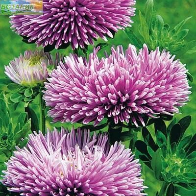 Купить оптом в Ботанике семена Астра Гала лавандовая Аэл бренд Аэлита