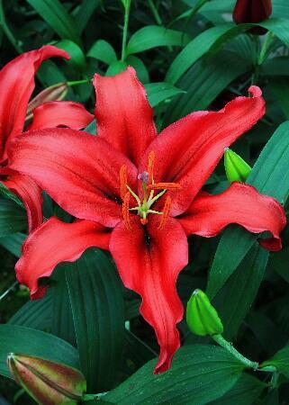 Купить оптом в Ботанике Лилия Мамбо 5 шт