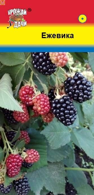 Купить оптом в Ботанике семена Ежевика УУ бренд Урожай Удачи